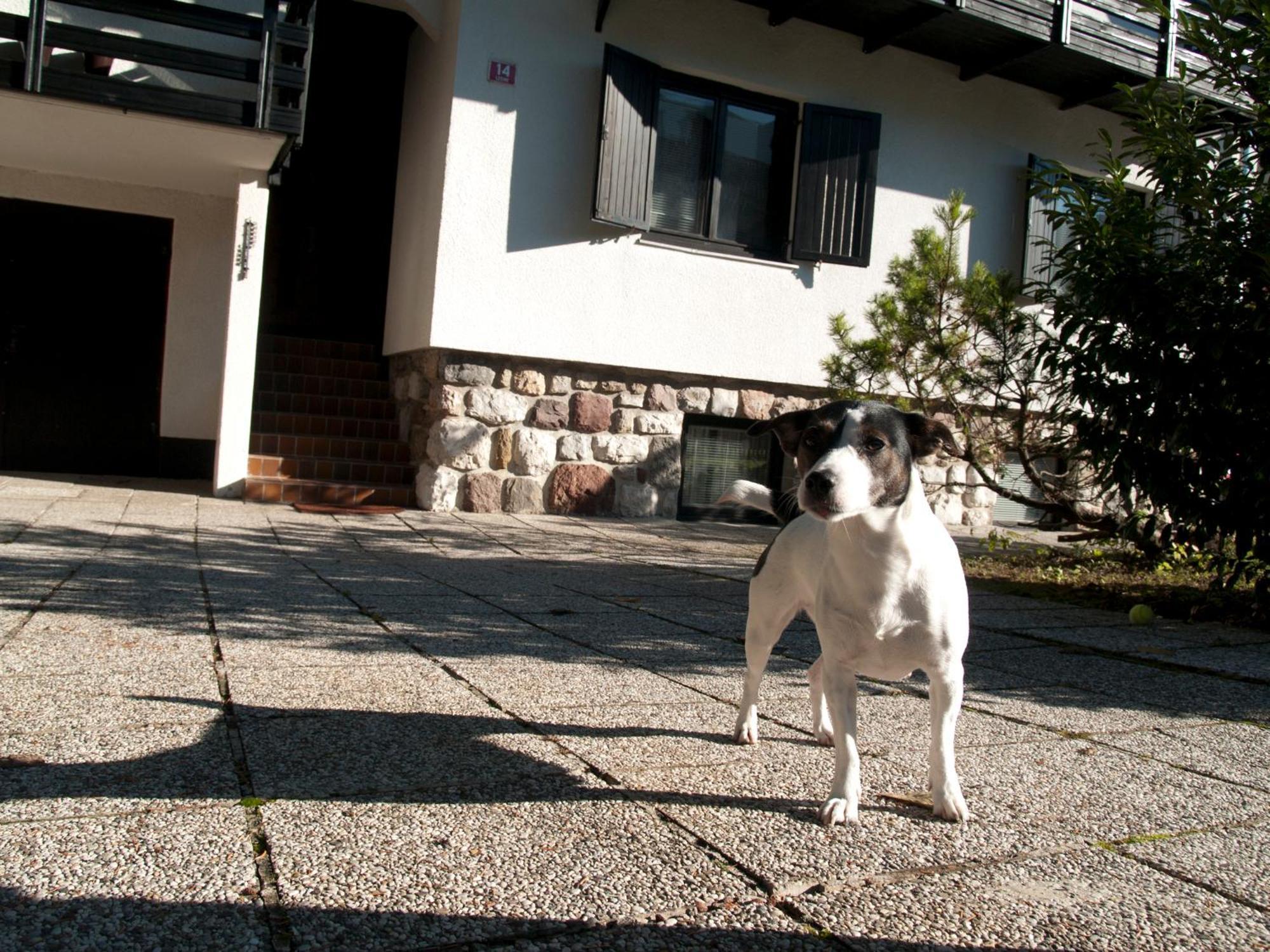 Apartments Otasevic Kranjska Gora Exteriér fotografie